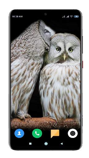 Owl Wallpaper HD screenshot 13