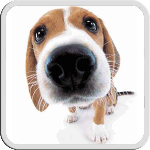 DOG LICKS SCREEN LWP FREE 1.2