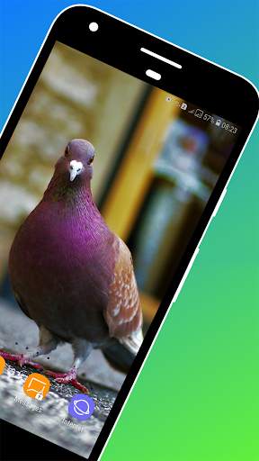 Pigeon Wallpaper screenshot 2