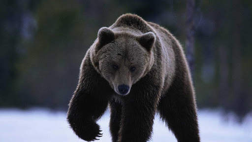 Bear Wallpapers HD & 4k Backgrounds screenshot 24