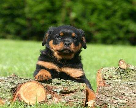 Rottweilers Dog New Wallpapers Themes screenshot 5