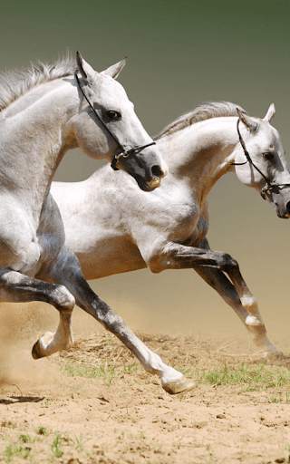 Horses Live Wallpaper HD screenshot 3