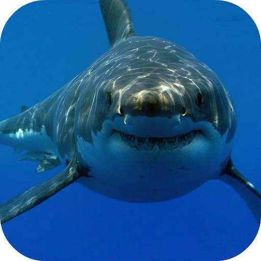 White Shark HD Video Wallpaper 14.0