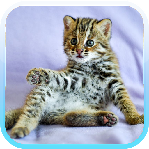 Cat Hd Wallpapers icon