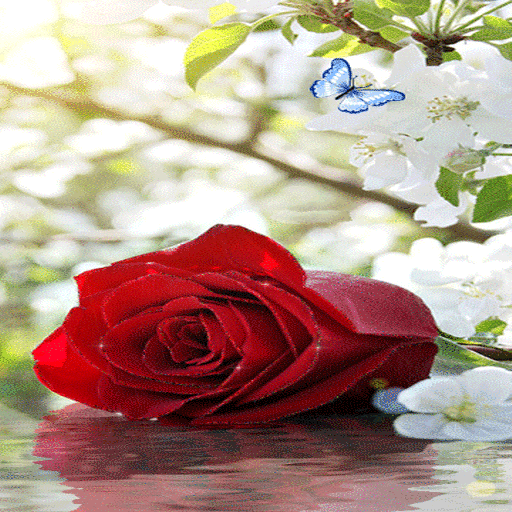Rose With Butterfly LWP icon