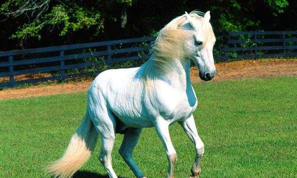 Cute horse wallpapers screenshot 1