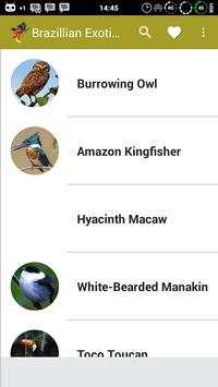 Brazilian Bird Song screenshot 2