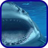 Shark blue sea 1.1