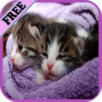 Cat HD Wallpapers