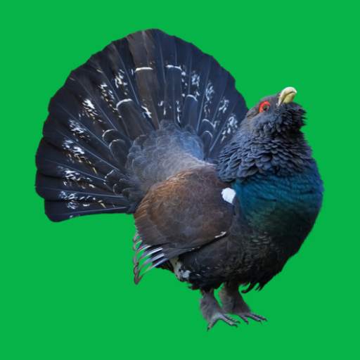 Decoy on forest bird 0.11.25.0722