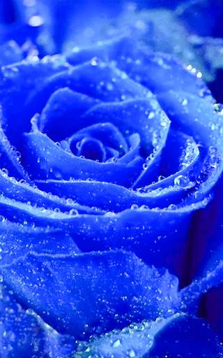 Rose Wallpaper HD screenshot 9