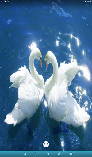 Love Birds Live Wallpaper screenshot 11