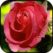 Rose Wallpapers 4.0