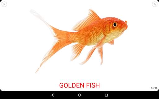 Little flash cards screenshot 12