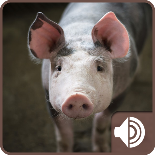 Pig Sounds icon