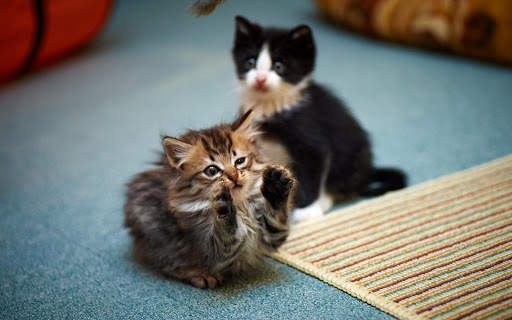 Hot Funny Cute Cats Wallpapers screenshot 8
