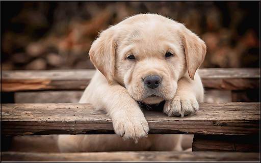 Animals Puzzles Jigsaw Collection screenshot 5