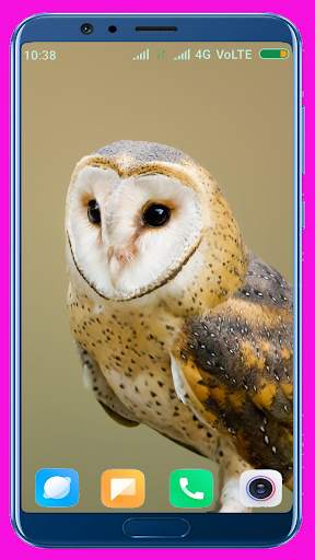 Owl Wallpaper screenshot 13