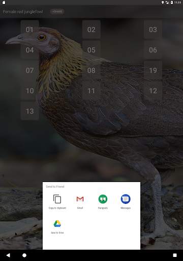 Red junglefowl Female Sound screenshot 8