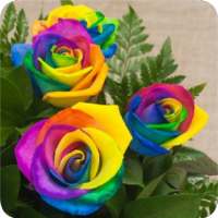 Hermosas Flores de Colores on 9Apps