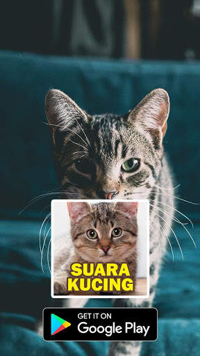 Suara Kucing : Cat Sounds скриншот 4