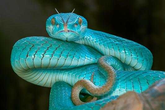 Snake Wallpapers screenshot 9