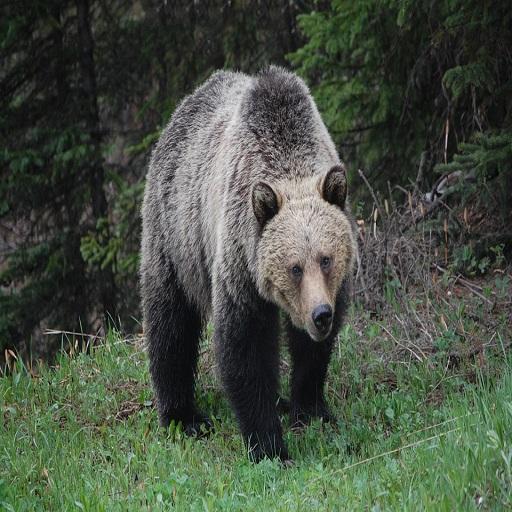 Grizzly Bear Sound icon