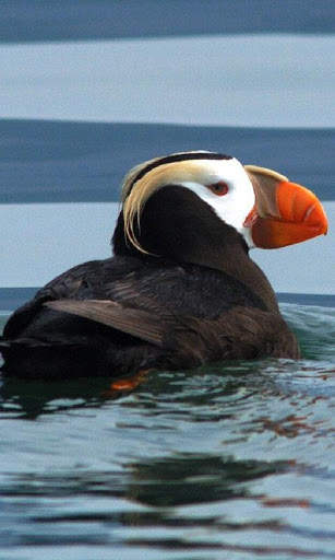 Puffin Wallpaper screenshot 4