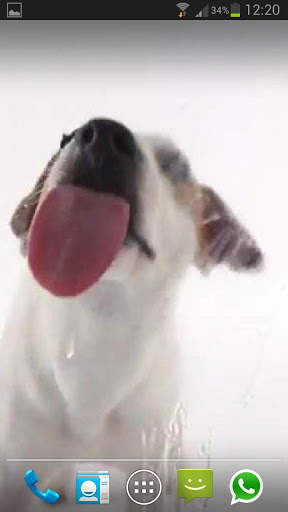 DOG LICKS SCREEN LWP FREE screenshot 2