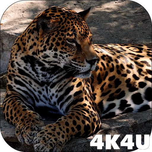 4K Jaguar Live Wallpaper 2.04