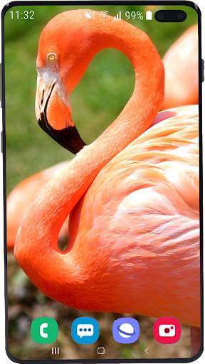 Flamingo Wallpaper HD screenshot 5