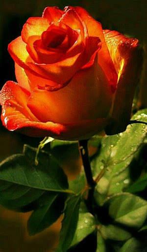 Flowers And Roses Animated Images Gif pictures 4K 6 تصوير الشاشة