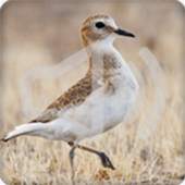 Plover Bird Songs Ringtone 2.6.9