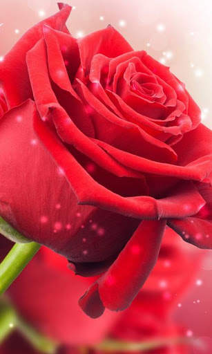 Red Rose Live Wallpaper screenshot 2