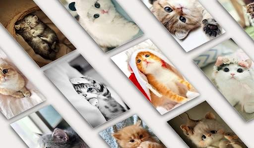 Cute Cat & Kitten Wallpaper HD OFFLINE screenshot 1