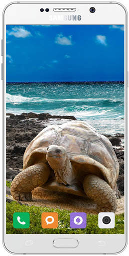 Turtle Wallpaper HD screenshot 7