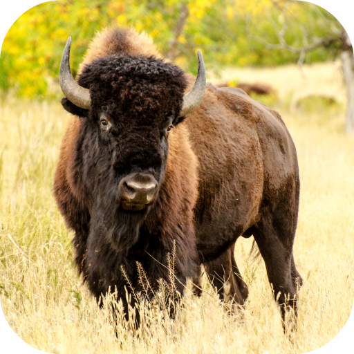 Bison Wallpaper icon