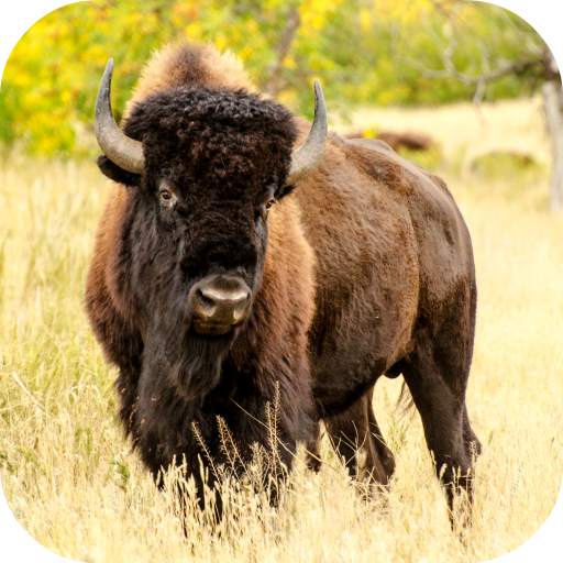 Bison Wallpaper 1.0