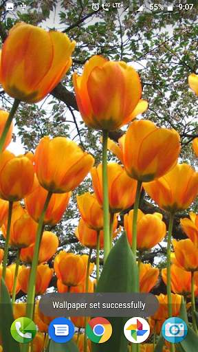 Colourful Flower Hd Wallpaper screenshot 3