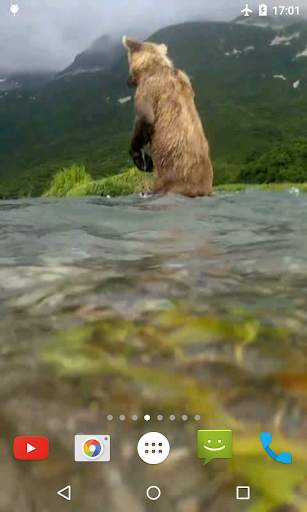 Bear 4K Video Live Wallpaper screenshot 1