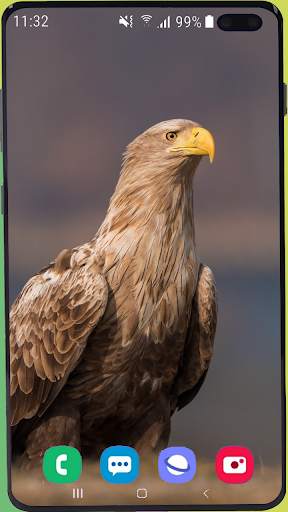 Eagle Wallpaper Best HD screenshot 5