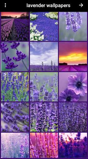 lavender wallpaper screenshot 3