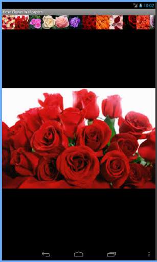 Rose Flowers Wallpaper screenshot 1