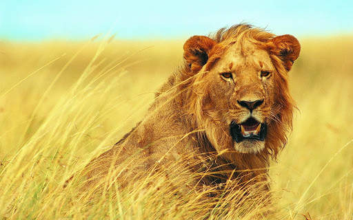 Lion Wallpapers | hd backgrounds screenshot 11