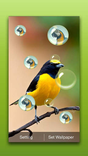 Bird Live Wallpaper screenshot 2