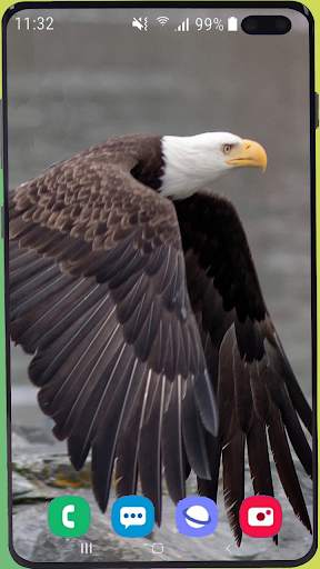 Eagle Wallpaper Best HD screenshot 4