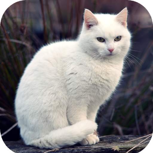 Cat Wallpaper HD 1.05