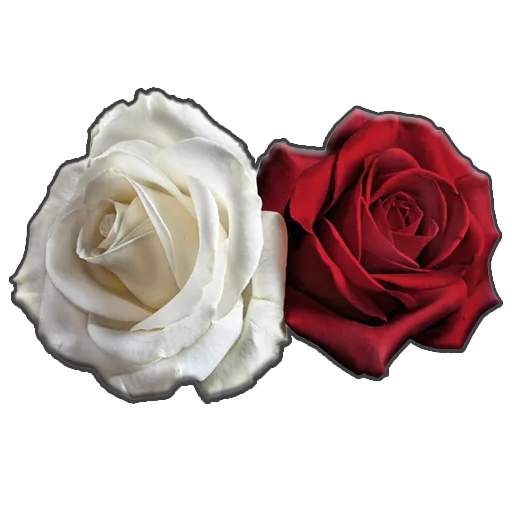 Flower sticker for Whatsapp -W 1.0