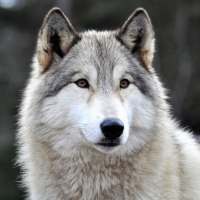 Free Wolf Wallpapers HD
