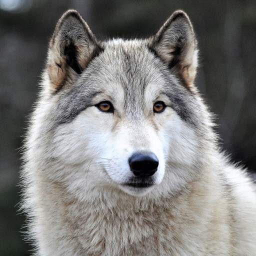Free Wolf Wallpapers HD 1.0